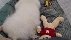 娱乐吃瓜酱狗窝,娱乐圈背后的真实故事